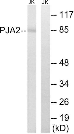 PJA2 Polyclonal Antibody, Invitrogen 100 &mu;g; Unconjugated:Antibodies,