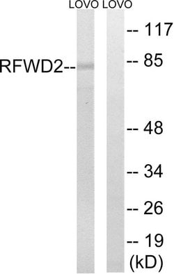 RFWD2 Polyclonal Antibody, Invitrogen 100 &mu;g; Unconjugated:Antibodies,