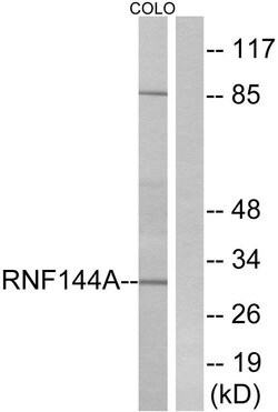 RNF144A Polyclonal Antibody, Invitrogen 100 &mu;g; Unconjugated:Antibodies,