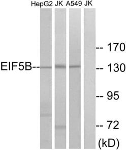 eIF5B Polyclonal Antibody, Invitrogen 100 &mu;g; Unconjugated:Antibodies,