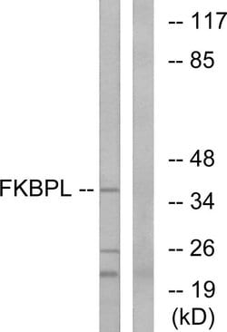FKBPL Polyclonal Antibody, Invitrogen 100 &mu;g; Unconjugated:Antibodies,