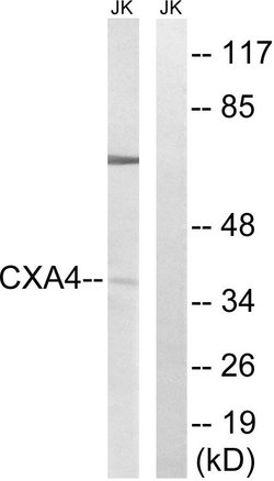 Connexin 37 Polyclonal Antibody, Invitrogen 100 &mu;g | Buy Online | Invitrogen | Fisher Scientific