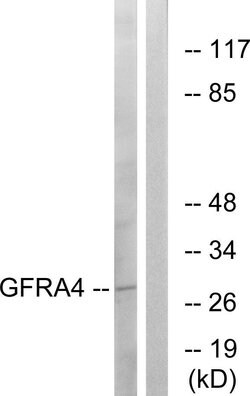 GFR alpha-4 Polyclonal Antibody, Invitrogen 100 μg; Unconjugated:Antibodies,
