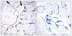 POFUT2 Polyclonal Antibody, Invitrogen 100 &mu;g; Unconjugated:Antibodies,