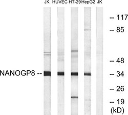 NANOGP8 Polyclonal Antibody, Invitrogen 100 &mu;g | Buy Online | Invitrogen | Fisher Scientific