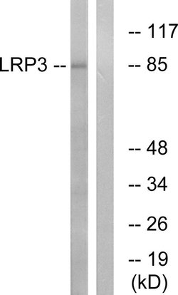 LRP3 Polyclonal Antibody, Invitrogen 100 μg; Unconjugated:Antibodies,