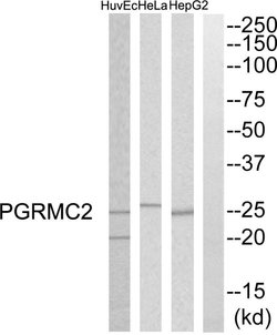 PGRMC2 Polyclonal Antibody, Invitrogen 100 &mu;g | Buy Online | Invitrogen | Fisher Scientific
