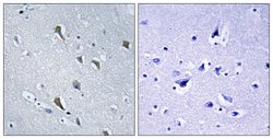 MRPS2 Polyclonal Antibody, Invitrogen 100 &mu;g; Unconjugated:Antibodies,
