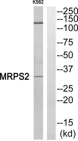 MRPS2 Polyclonal Antibody, Invitrogen 100 &mu;g; Unconjugated:Antibodies,