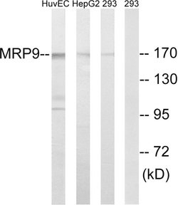 MRP9 Polyclonal Antibody, Invitrogen 100 &mu;g | Buy Online | Invitrogen | Fisher Scientific