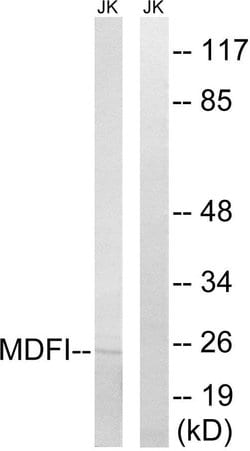 MDFI Polyclonal Antibody, Invitrogen 100 &mu;g; Unconjugated:Antibodies,