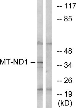MT-ND1 Polyclonal Antibody, Invitrogen 100 &mu;g; Unconjugated:Antibodies,