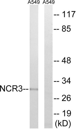 NKp30 Polyclonal Antibody, Invitrogen 100 &mu;g; Unconjugated:Antibodies,