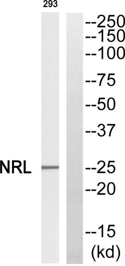 NRL Polyclonal Antibody, Invitrogen 100 μg; Unconjugated:Antibodies,
