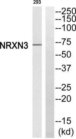 NRXN3 Polyclonal Antibody, Invitrogen 100 &mu;g; Unconjugated:Antikörper