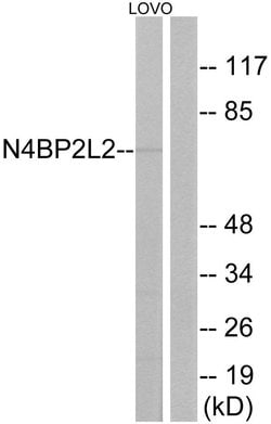 N4BP2L2 Polyclonal Antibody, Invitrogen 100 &mu;g; Unconjugated:Antibodies,