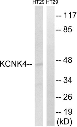 KCNK4 Polyclonal Antibody, Invitrogen 100 &mu;g | Buy Online | Invitrogen | Fisher Scientific