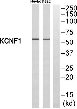 KCNF1 Polyclonal Antibody, Invitrogen 100 &mu;g; Unconjugated:Antibodies,