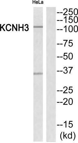 KCNH3 Polyclonal Antibody, Invitrogen 100 &mu;g; Unconjugated:Antibodies,