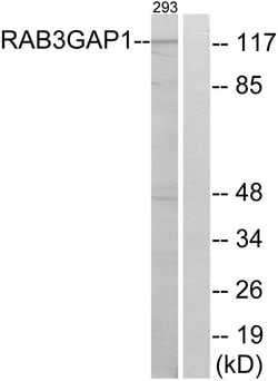 RAB3GAP1 Polyclonal Antibody, Invitrogen 100 &mu;g; Unconjugated:Antibodies,