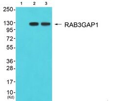 RAB3GAP1 Polyclonal Antibody, Invitrogen 100 &mu;g; Unconjugated:Antibodies,