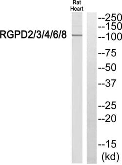 RGPD Pan Polyclonal Antibody, Invitrogen 100 &mu;g; Unconjugated:Antibodies,