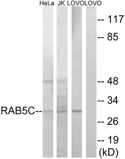 RAB5C Polyclonal Antibody, Invitrogen 100 &mu;g | Buy Online | Invitrogen | Fisher Scientific
