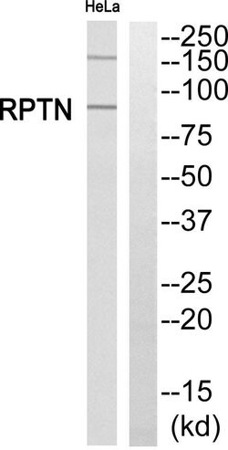 RPTN Polyclonal Antibody, Invitrogen 100 &mu;g | Buy Online | Invitrogen | Fisher Scientific