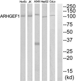 ARHGEF1 Polyclonal Antibody, Invitrogen 100 &mu;g; Unconjugated:Antibodies,