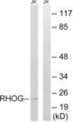 RhoG Polyclonal Antibody, Invitrogen 100 &mu;g | Buy Online | Invitrogen | Fisher Scientific
