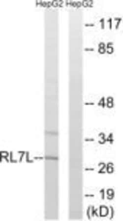 RPL7L1 Polyclonal Antibody, Invitrogen 100 &mu;g; Unconjugated:Antibodies,
