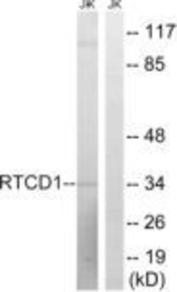 RTCA Polyclonal Antibody, Invitrogen 100 μg; Unconjugated:Antibodies,