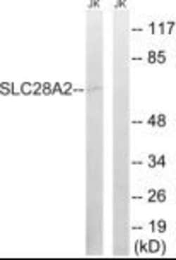 SLC28A2 Polyclonal Antibody, Invitrogen 100 &mu;g; Unconjugated:Antibodies,