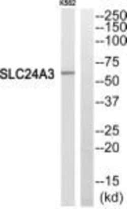 SLC24A3 Polyclonal Antibody, Invitrogen 100 &mu;g; Unconjugated:Antibodies,