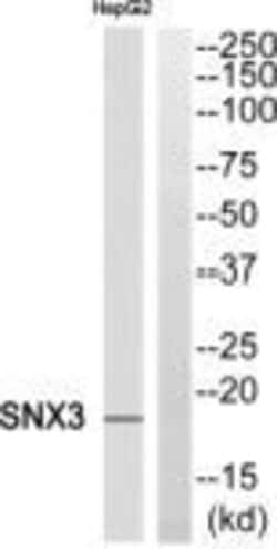 SNX3 Polyclonal Antibody, Invitrogen 100 &mu;g; Unconjugated:Antibodies,