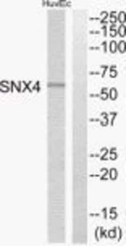 SNX4 Polyclonal Antibody, Invitrogen 100 &mu;g; Unconjugated:Antibodies,