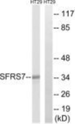 SRSF7 Polyclonal Antibody, Invitrogen 100 &mu;g; Unconjugated:Antibodies,