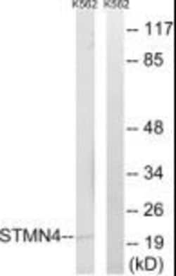 STMN4 Polyclonal Antibody, Invitrogen 100 &mu;g; Unconjugated:Antibodies,