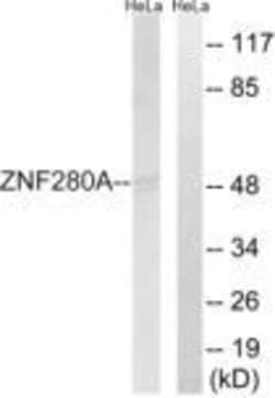ZNF280A Polyclonal Antibody, Invitrogen 100 &mu;g; Unconjugated:Antibodies,