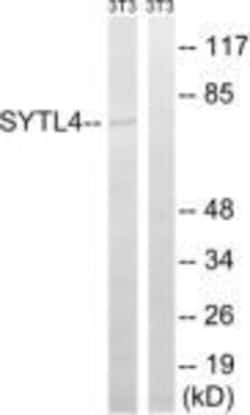 SYTL4 Polyclonal Antibody, Invitrogen 100 &mu;g; Unconjugated:Antibodies,