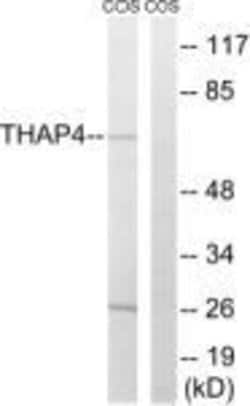 THAP4 Polyclonal Antibody, Invitrogen 100 &mu;g; Unconjugated:Antibodies,