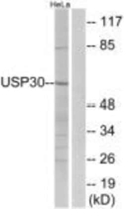 USP30 Polyclonal Antibody, Invitrogen 100 &mu;g; Unconjugated:Antibodies,