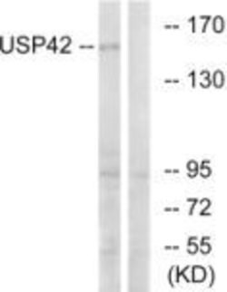 USP42 Polyclonal Antibody, Invitrogen 100 &mu;g; Unconjugated:Antibodies,