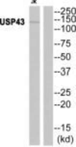 USP43 Polyclonal Antibody, Invitrogen 100 &mu;g; Unconjugated:Antibodies,