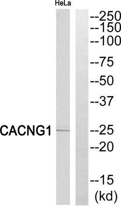 CACNG1 Polyclonal Antibody, Invitrogen 100 &mu;g; Unconjugated:Antibodies,
