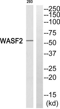 WAVE2 Polyclonal Antibody, Invitrogen 100 &mu;g | Buy Online | Thermo Scientific | Fisher Scientific