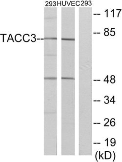 TACC3 Polyclonal Antibody, Invitrogen 100 μg; Unconjugated:Antibodies,