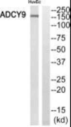 Adenylate Cyclase 9 Polyclonal Antibody, Invitrogen 100 &mu;g; Unconjugated:Antibodies,