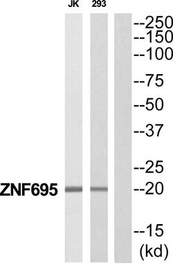 ZNF695 Polyclonal Antibody, Invitrogen 100 &mu;g | Buy Online | Invitrogen | Fisher Scientific
