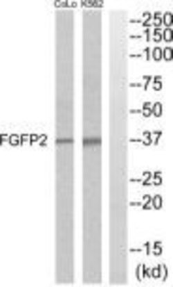 FGFBP2 Polyclonal Antibody, Invitrogen 100 &mu;g; Unconjugated:Antibodies,